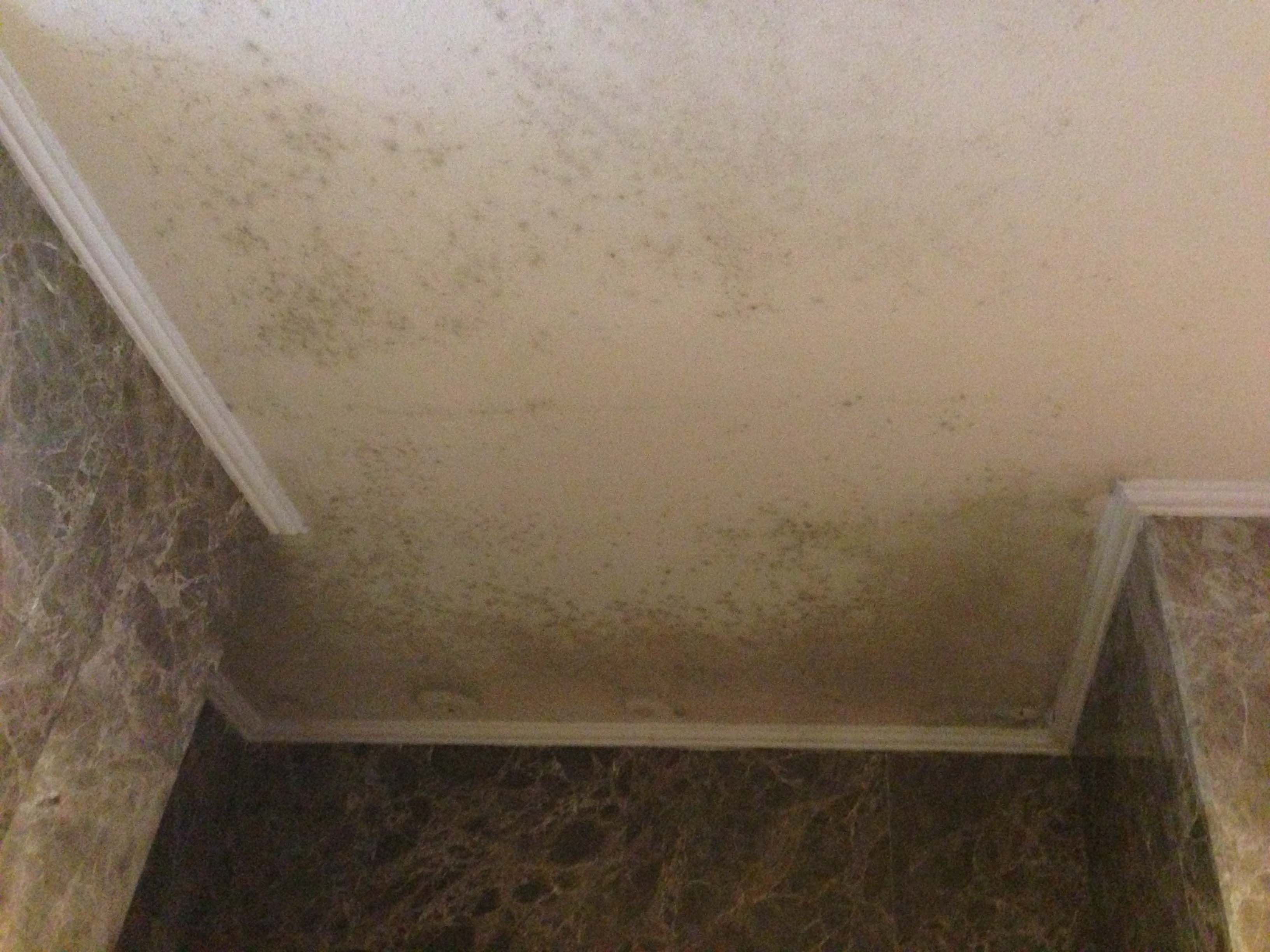 35. inter-floor leak. false ceiling mould growth..jpg